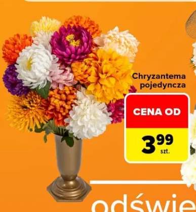chryzantema