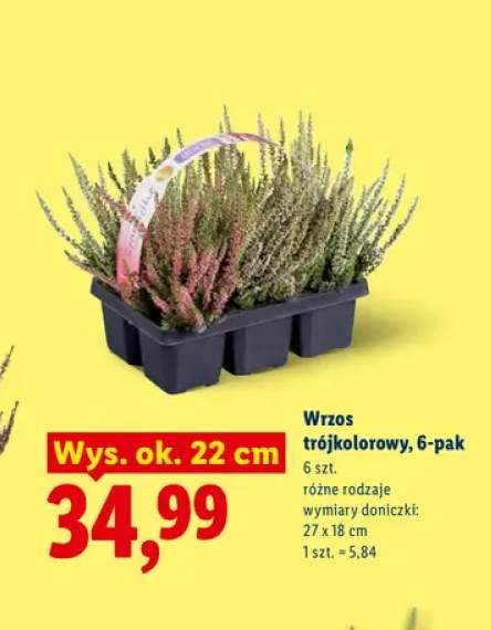 Wrzos trójkolorowy 6-pak