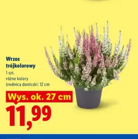 Wrzos trójkolorowy