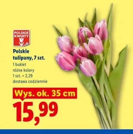 Polskie tulipany 7 szt.