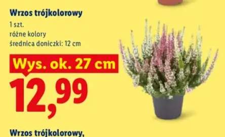 Wrzos trójkolorowy