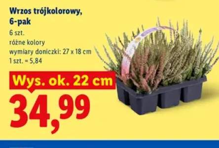 Wrzos trójkolorowy 6-pak