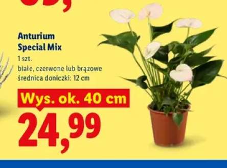 Anturium Special Mix