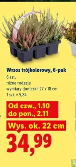 Wrzos trójkolorowy 6-pak
