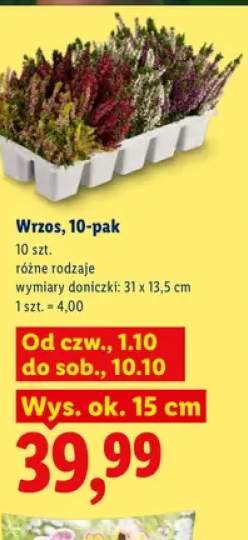 Wrzos 10-pak