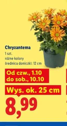 Chryzantema