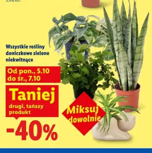 Rośliny doniczkowe zielone niekwitnące
