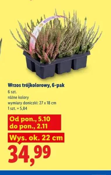 Wrzos trójkolorowy 6-pak