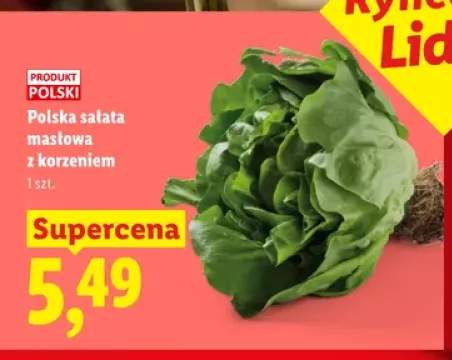 Polska sałata masłowa z korzeniem