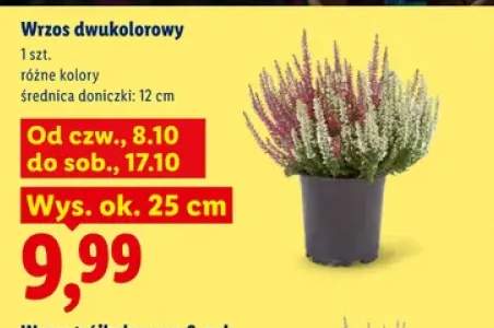 Wrzos dwukolorowy