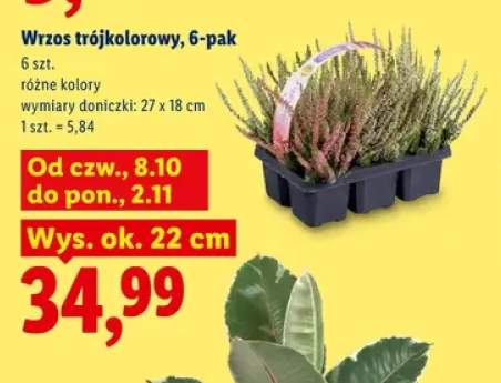 Wrzos trójkolorowy 6-pak
