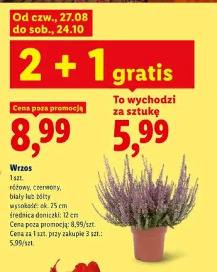 Wrzos różowy +3 warianty