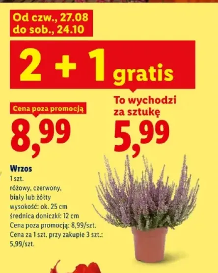 Wrzos różowy +3 warianty