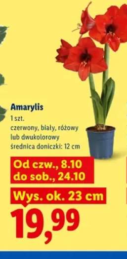 Amarylis czerwony +3 warianty