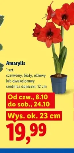 Amarylis czerwony +3 warianty