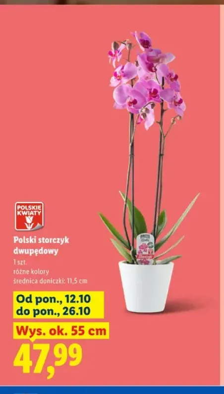 Polski storczyk dwupędowy