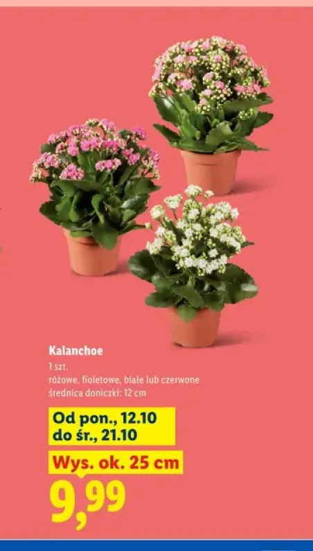 Kalanchoe