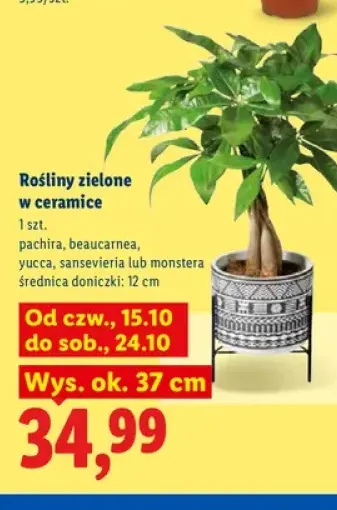 Rośliny zielone w ceramice pachira +4 warianty