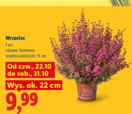 Wrzosiec