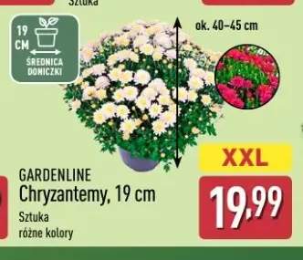 chryzantema