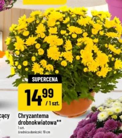 chryzantema