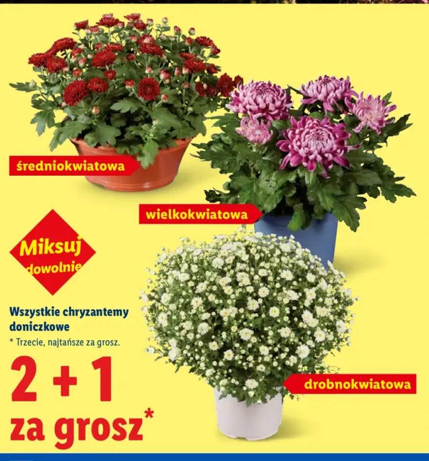 Chryzantemy doniczkowe +3 warianty