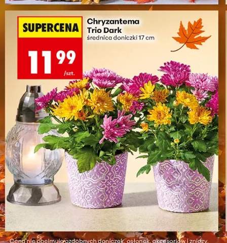 chryzantema