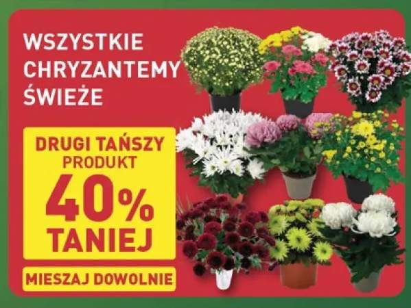 chryzantema