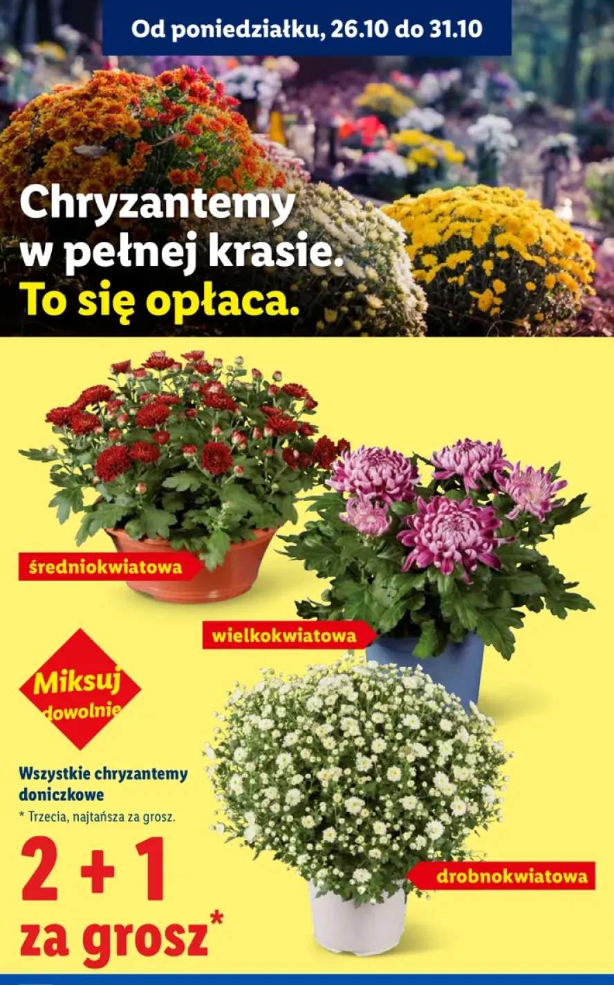 Chryzantemy doniczkowe +3 warianty