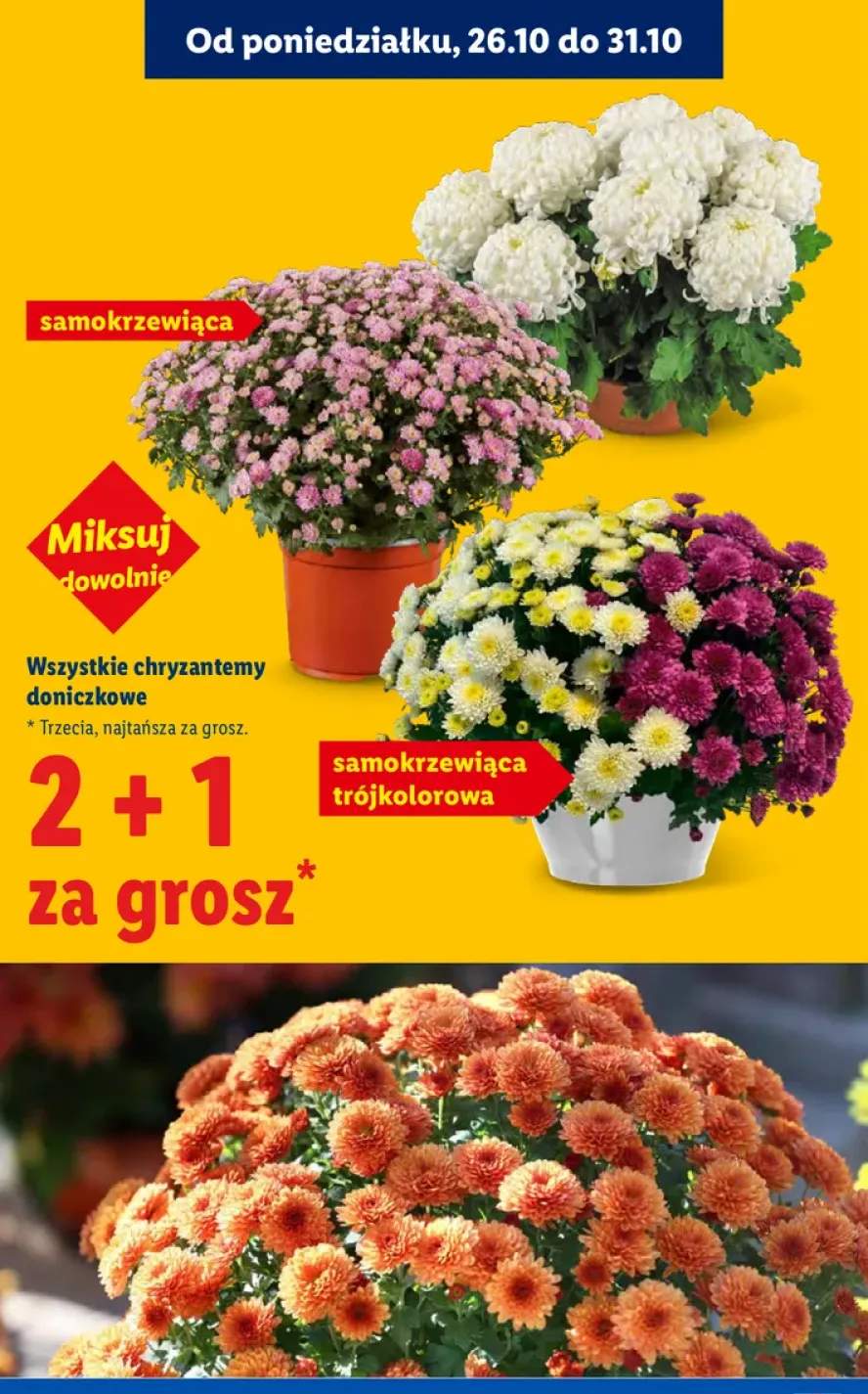Chryzantemy doniczkowe +2 warianty