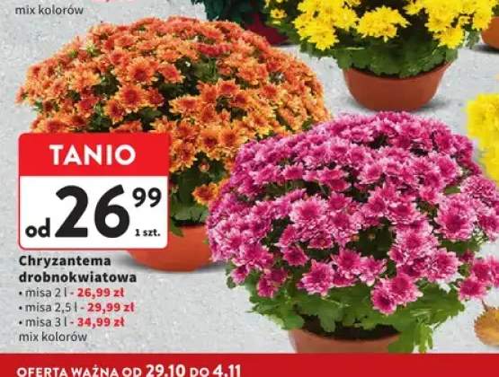 chryzantema