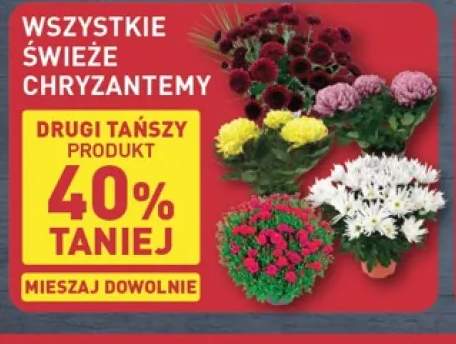 chryzantema