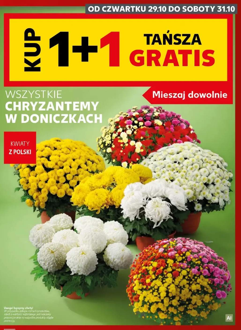 chryzantema
